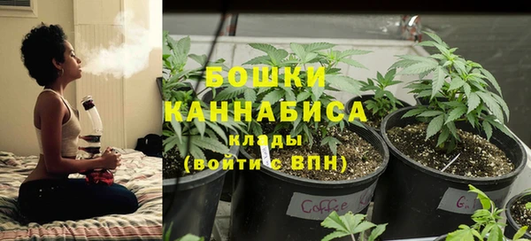 стаф Аркадак
